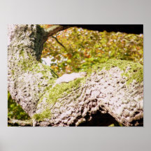 Spot de grijze eekhoorn