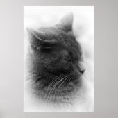 Spot de Magnificous Gray Imperious Cat Poster (Voorkant)