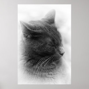 Spot de Magnificous Gray Imperious Cat Poster