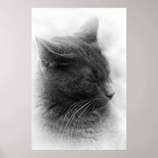 Spot de Magnificous Gray Imperious Cat Poster (Voorkant)