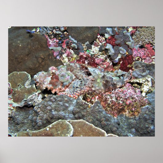 Spot de Scorpionfish Poster (Voorkant)