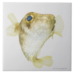 Spot-fin porcupinefish (Diodon hystrix) Tegeltje