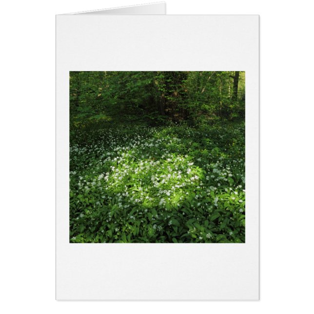 Spot knoflook (Voorkant)