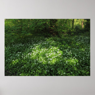 Spot knoflook poster