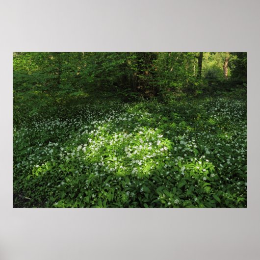 Spot knoflook poster (Voorkant)