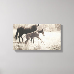 Spot Plays Canvas Afdruk