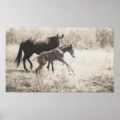 Spot Plays Poster (Voorkant)