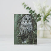 Spot the Owl Postcard 02 Briefkaart (Staand voorkant)