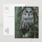 Spot the Owl Postcard 02 Briefkaart (Voorkant / Achterkant)
