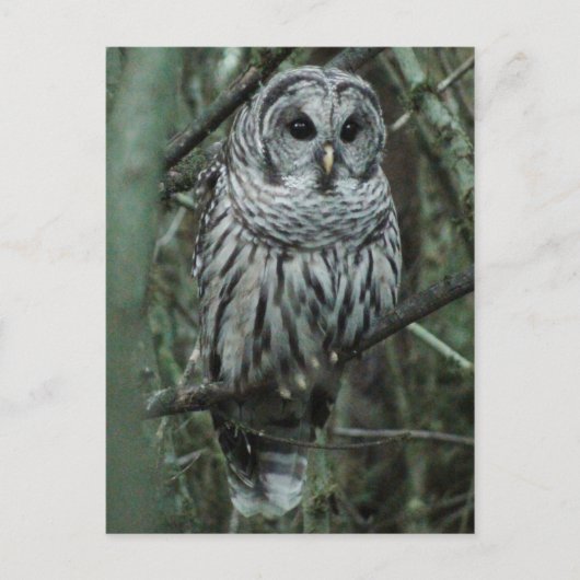 Spot the Owl Postcard 02 Briefkaart (Voorkant)