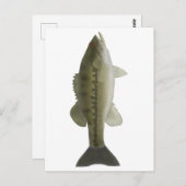 Spotas Briefkaart (Voorkant / Achterkant)