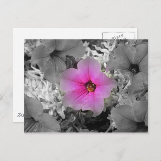 Spotlight Briefkaart (Voorkant / Achterkant)