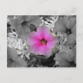 Spotlight Briefkaart (Voorkant)