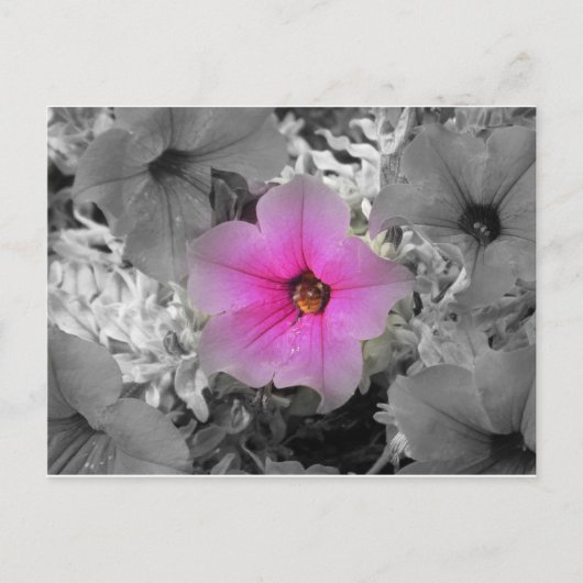 Spotlight Briefkaart (Voorkant)