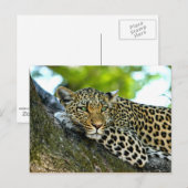 Spotlood Leopard Briefkaart (Voorkant / Achterkant)