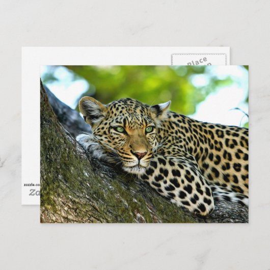 Spotlood Leopard Briefkaart (Voorkant / Achterkant)