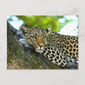 Spotlood Leopard Briefkaart (Voorkant)
