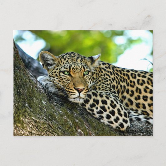 Spotlood Leopard Briefkaart (Voorkant)