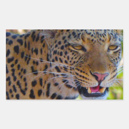 Spotlood Leopard Rechthoekige Sticker (Voorkant)