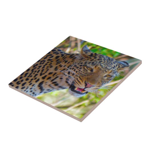 Spotlood Leopard Tegeltje (Zijkant)