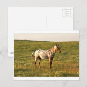 Spotpaardenstaartje Briefkaart (Voorkant / Achterkant)