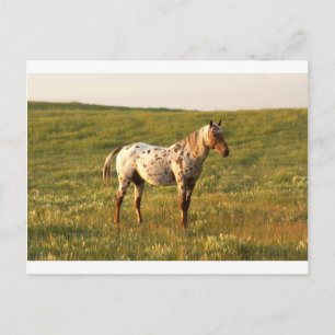 Spotpaardenstaartje Briefkaart