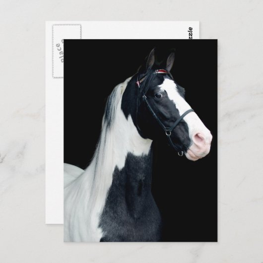 Spotpaardje Briefkaart (Voorkant / Achterkant)