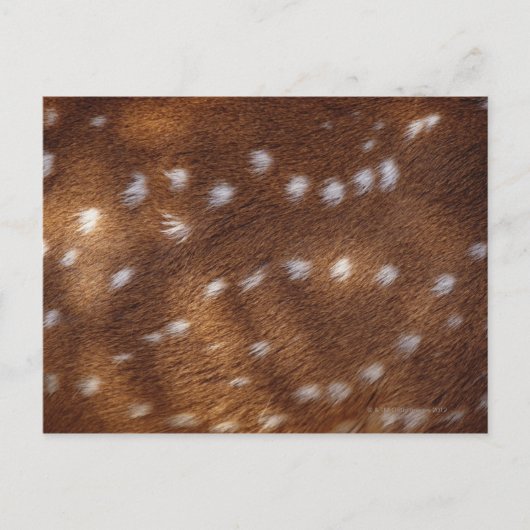 Spots op een dier briefkaart (Voorkant)