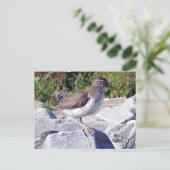 Spotsandpiper 1 Briefkaart (Staand voorkant)