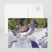 Spotsandpiper 1 Briefkaart (Voorkant / Achterkant)