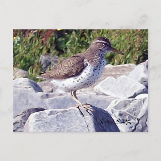 Spotsandpiper 1 Briefkaart (Voorkant)