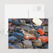 Spotsandpiper 2 Briefkaart (Voorkant / Achterkant)