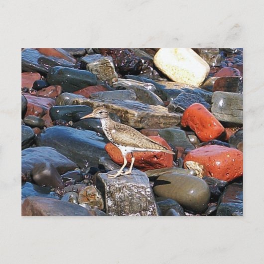 Spotsandpiper 2 Briefkaart (Voorkant)