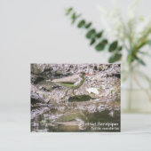 Spotsandpiper Briefkaart (Staand voorkant)