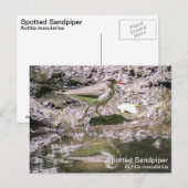 Spotsandpiper Briefkaart (Voorkant / Achterkant)