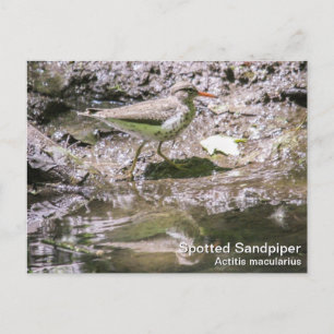 Spotsandpiper Briefkaart