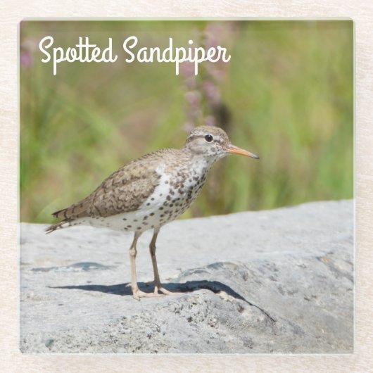 Spotsandpiper Glazen Onderzetter (Voorkant)
