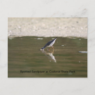 Spotsandpiper in het State Park van Codorus Briefkaart