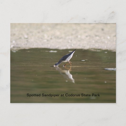 Spotsandpiper in het State Park van Codorus Briefkaart (Voorkant)