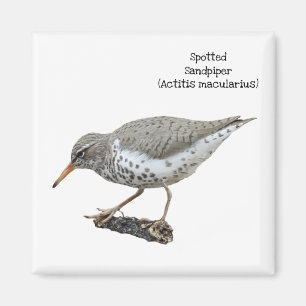 Spotsandpiper Magneet