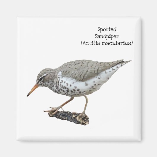 Spotsandpiper Magneet (Voorkant)