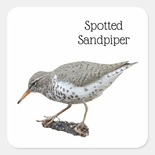 Spotsandpiper Vierkante Sticker (Voorkant)