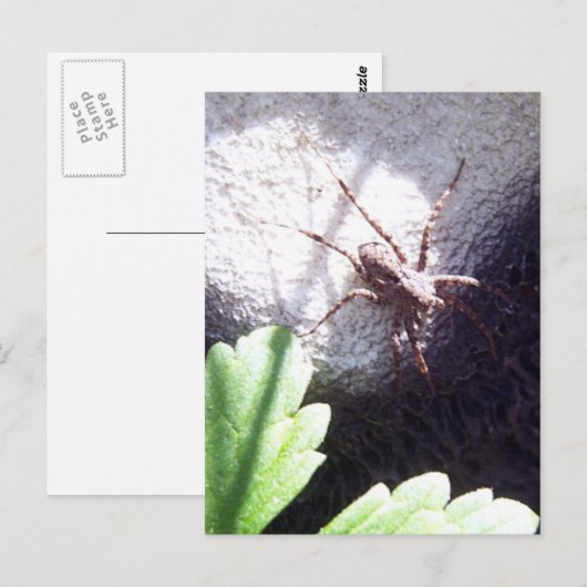 Spotspin Briefkaart (Voorkant / Achterkant)