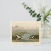 Spotte Sandpiper uit Audubon's Birds of America Briefkaart (Staand voorkant)