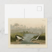 Spotte Sandpiper uit Audubon's Birds of America Briefkaart (Voorkant / Achterkant)