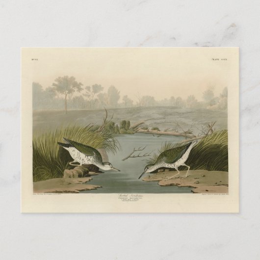 Spotte Sandpiper uit Audubon's Birds of America Briefkaart (Voorkant)