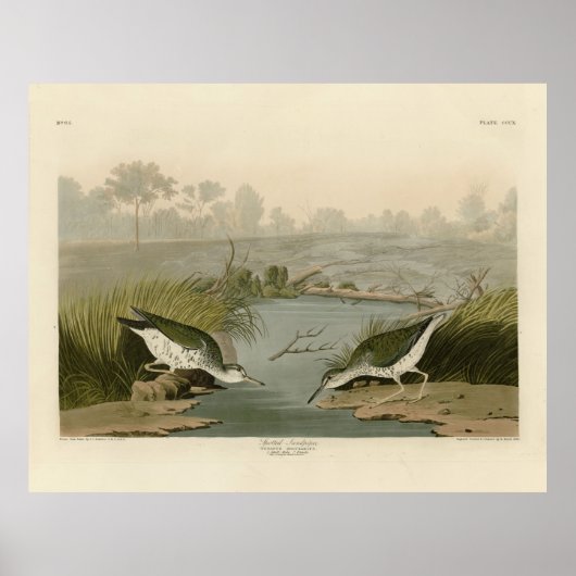 Spotte Sandpiper uit Audubon's Birds of America Poster (Voorkant)