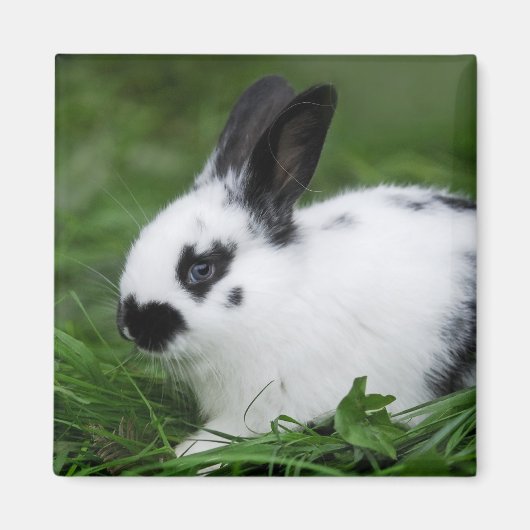 Spotted Bunny Magneet (Voorkant)