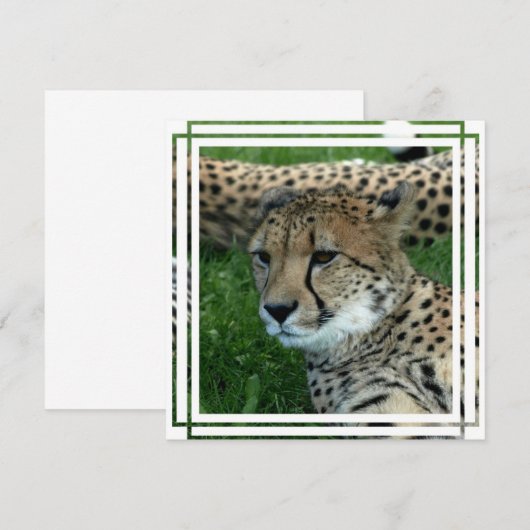 Spotted Cheetah Invitation Kaart (Voorkant / Achterkant)