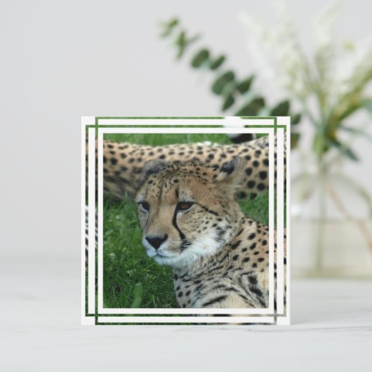Spotted Cheetah Invitation Kaart (Staand voorkant)